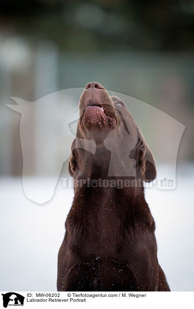 Labrador Retriever Portrait / Labrador Retriever Portrait / MW-06202