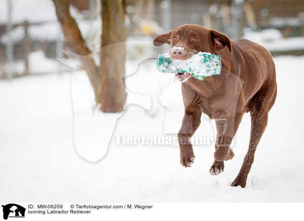 rennender Labrador Retriever / running Labrador Retriever / MW-06209