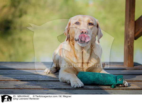 liegender Labrador Retriever / lying Labrador Retriever / MW-06442