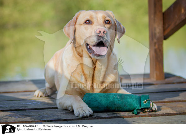 liegender Labrador Retriever / lying Labrador Retriever / MW-06443