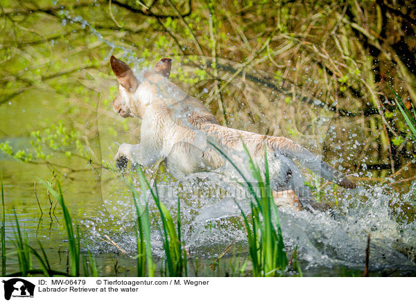 Labrador Retriever am Wasser / Labrador Retriever at the water / MW-06479