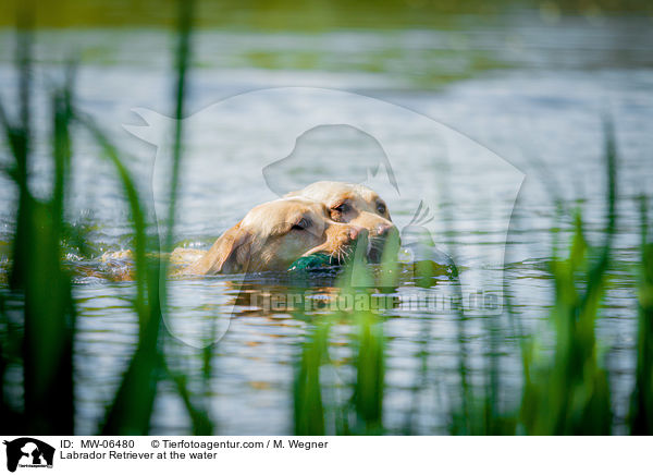 Labrador Retriever am Wasser / Labrador Retriever at the water / MW-06480