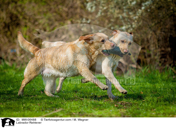 Labrador Retriever / Labrador Retriever / MW-06488
