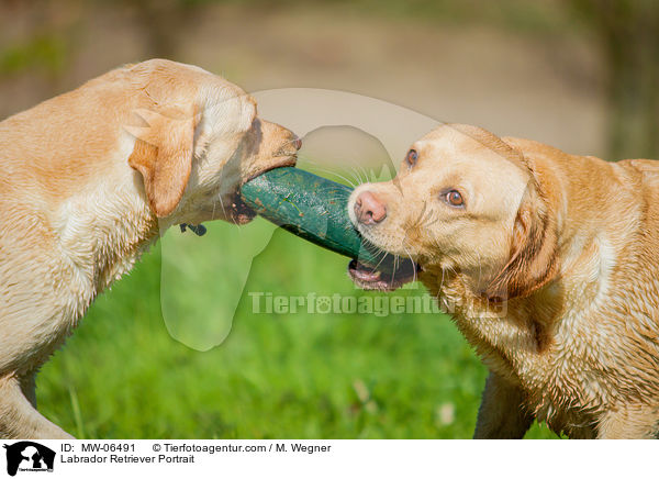 Labrador Retriever Portrait / Labrador Retriever Portrait / MW-06491