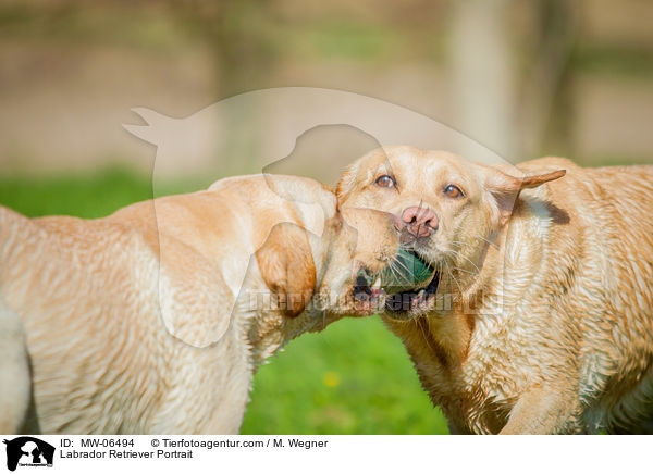 Labrador Retriever Portrait / Labrador Retriever Portrait / MW-06494
