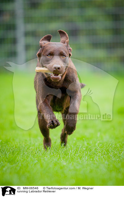 rennender Labrador Retriever / running Labrador Retriever / MW-06546