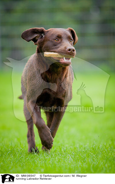 rennender Labrador Retriever / running Labrador Retriever / MW-06547