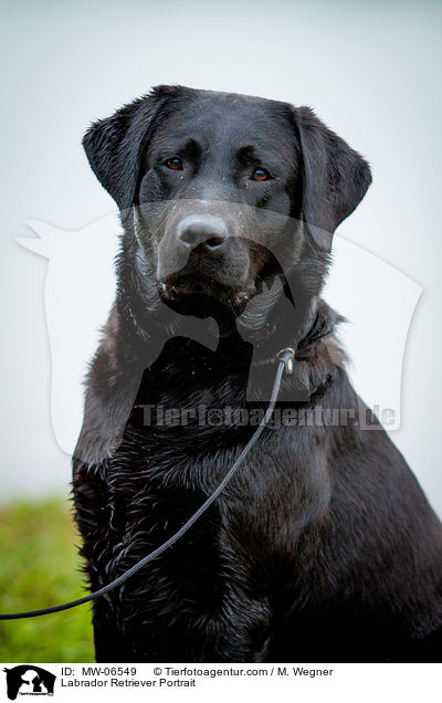 Labrador Retriever Portrait / Labrador Retriever Portrait / MW-06549