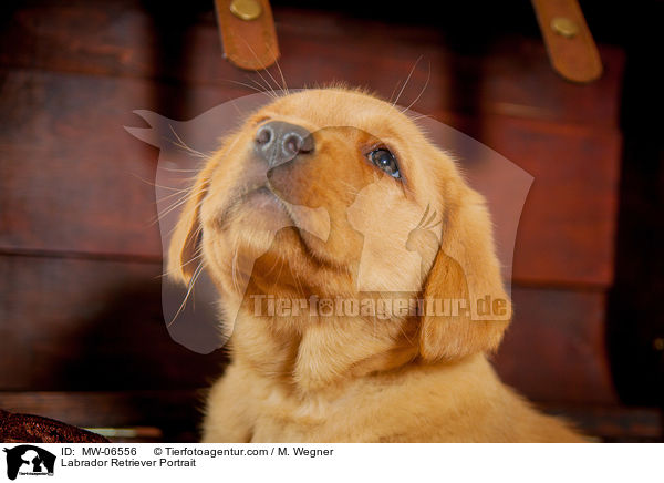 Labrador Retriever Portrait / Labrador Retriever Portrait / MW-06556