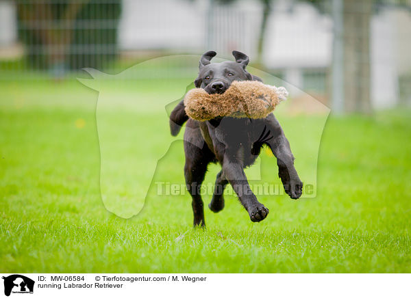 rennender Labrador Retriever / running Labrador Retriever / MW-06584