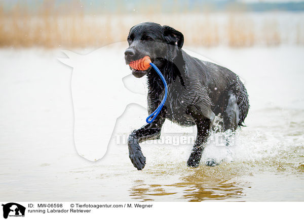 rennender Labrador Retriever / running Labrador Retriever / MW-06598