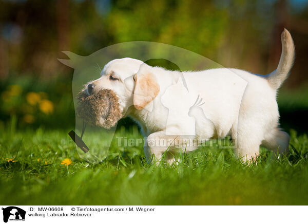 laufender Labrador Retriever / walking Labrador Retriever / MW-06608