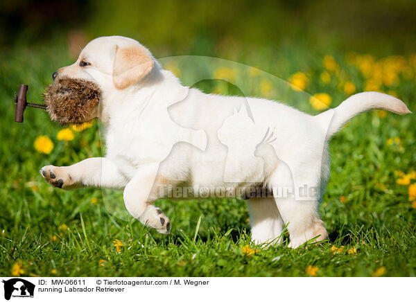 rennender Labrador Retriever / running Labrador Retriever / MW-06611