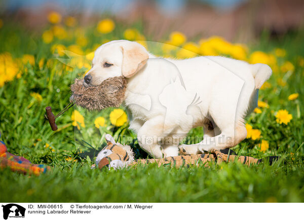 rennender Labrador Retriever / running Labrador Retriever / MW-06615