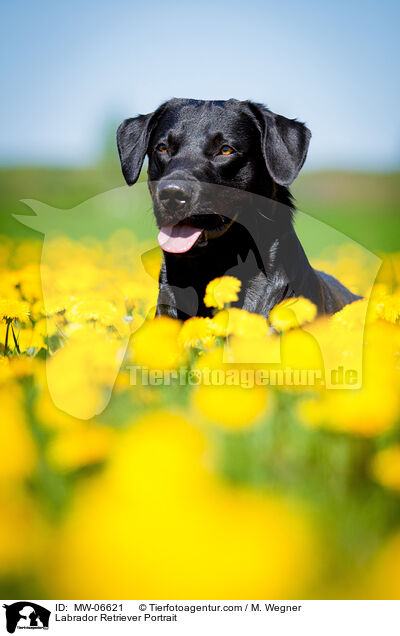 Labrador Retriever Portrait / Labrador Retriever Portrait / MW-06621