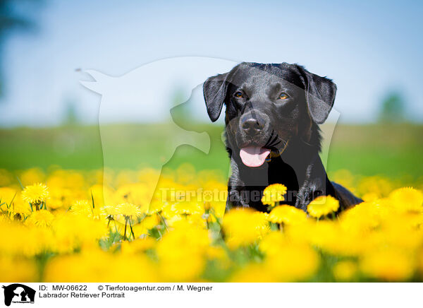 Labrador Retriever Portrait / Labrador Retriever Portrait / MW-06622