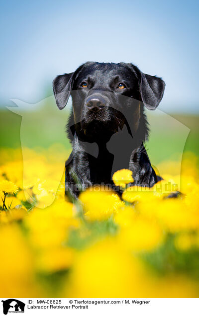 Labrador Retriever Portrait / Labrador Retriever Portrait / MW-06625