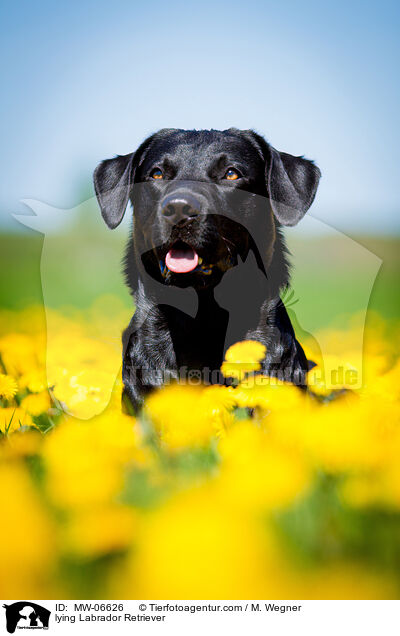 liegender Labrador Retriever / lying Labrador Retriever / MW-06626