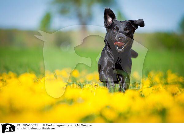 rennender Labrador Retriever / running Labrador Retriever / MW-06631