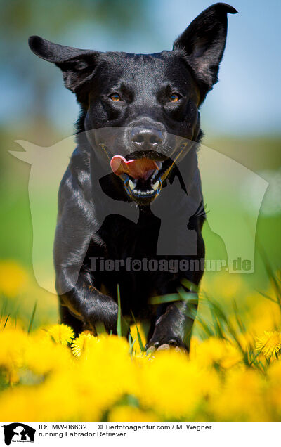 rennender Labrador Retriever / running Labrador Retriever / MW-06632