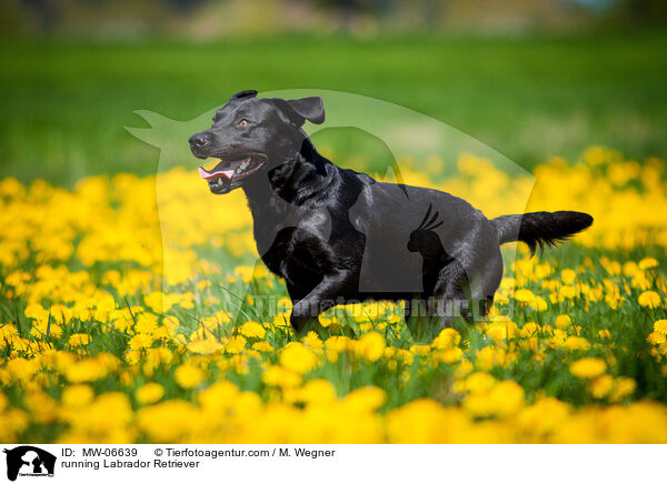 rennender Labrador Retriever / running Labrador Retriever / MW-06639