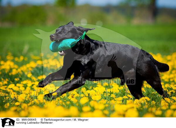 rennender Labrador Retriever / running Labrador Retriever / MW-06645