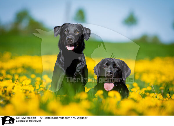 Labrador Retriever / Labrador Retriever / MW-06650