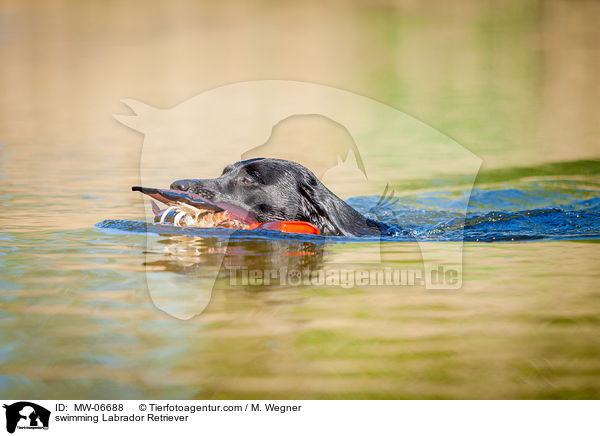 schwimmender Labrador Retriever / swimming Labrador Retriever / MW-06688