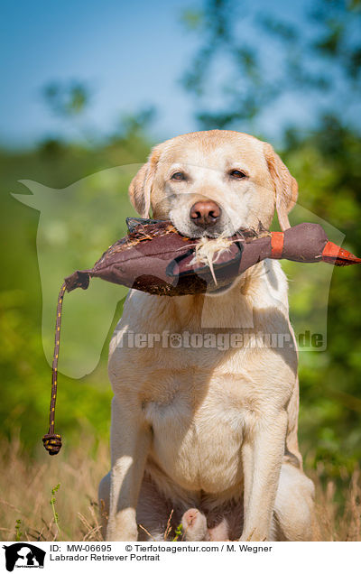 Labrador Retriever Portrait / Labrador Retriever Portrait / MW-06695