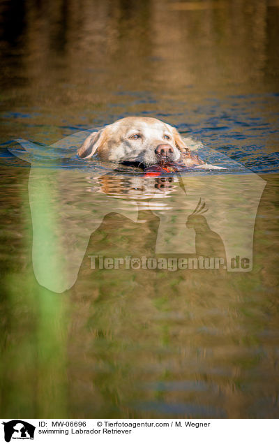 swimming Labrador Retriever / MW-06696