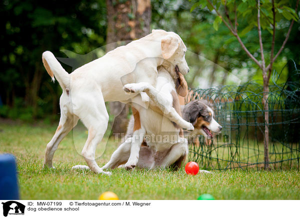 Hundeschule / dog obedience school / MW-07199