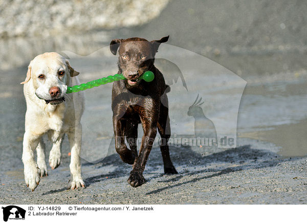 2 Labrador Retriever / 2 Labrador Retriever / YJ-14829