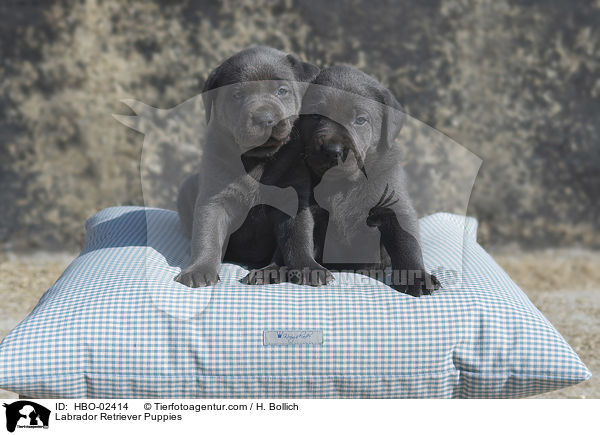Labrador Retriever Welpen / Labrador Retriever Puppies / HBO-02414