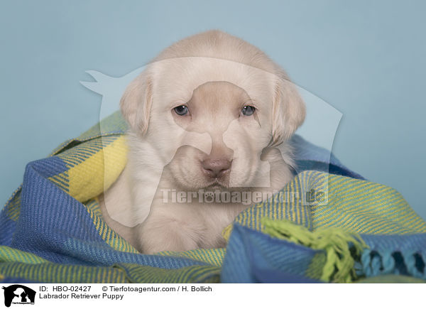 Labrador Retriever Welpe / Labrador Retriever Puppy / HBO-02427