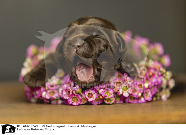 Labrador Retriever Puppy / AM-05743