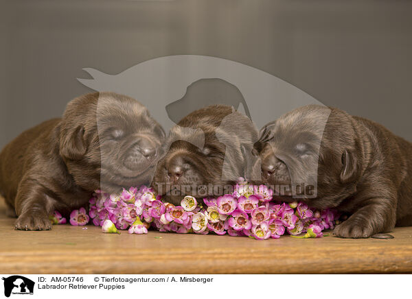 Labrador Retriever Welpen / Labrador Retriever Puppies / AM-05746