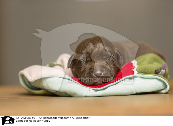 Labrador Retriever Welpe / Labrador Retriever Puppy / AM-05750
