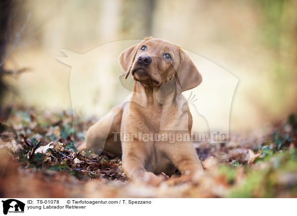 junger Labrador Retriever / young Labrador Retriever / TS-01078