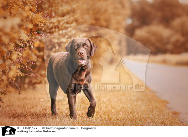laufender Labrador Retriever / walking Labrador Retriever / LB-01177