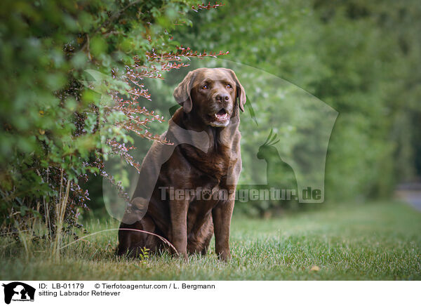 sitzender Labrador Retriever / sitting Labrador Retriever / LB-01179