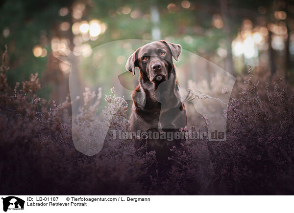 Labrador Retriever Portrait / Labrador Retriever Portrait / LB-01187