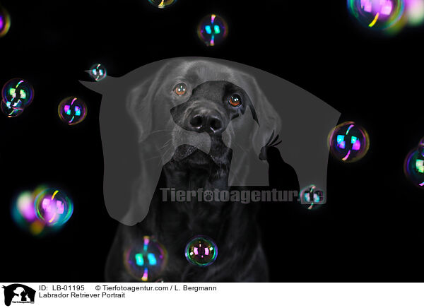 Labrador Retriever Portrait / Labrador Retriever Portrait / LB-01195