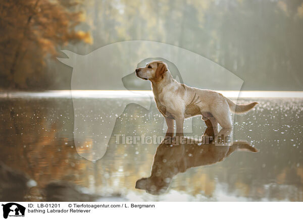 badender Labrador Retriever / bathing Labrador Retriever / LB-01201