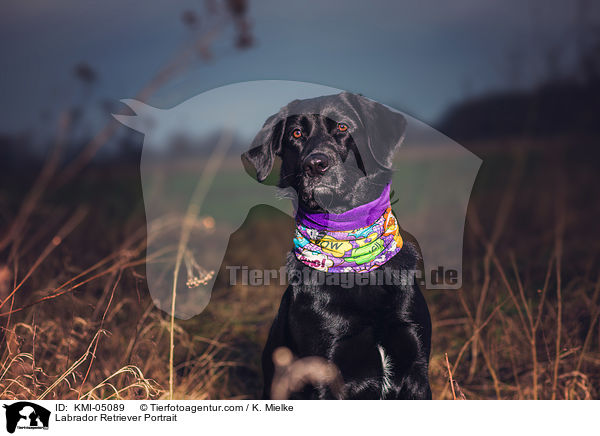 Labrador Retriever Portrait / Labrador Retriever Portrait / KMI-05089