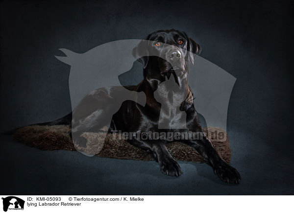 lying Labrador Retriever / KMI-05093