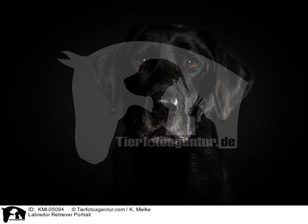Labrador Retriever Portrait / Labrador Retriever Portrait / KMI-05094