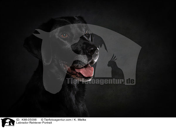 Labrador Retriever Portrait / Labrador Retriever Portrait / KMI-05098