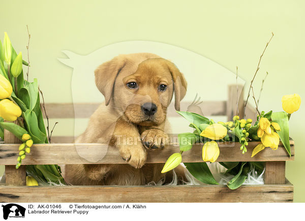 Labrador Retriever Welpe / Labrador Retriever Puppy / AK-01046