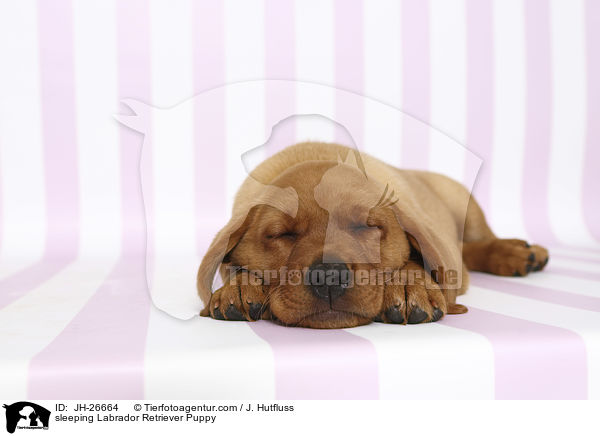 schlafender Labrador Retriever Welpe / sleeping Labrador Retriever Puppy / JH-26664