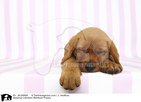 schlafender Labrador Retriever Welpe / sleeping Labrador Retriever Puppy / JH-26666